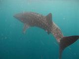 Djibouti - Whale Shark - 20